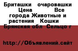 Бриташки - очаровашки.  › Цена ­ 3 000 - Все города Животные и растения » Кошки   . Брянская обл.,Сельцо г.